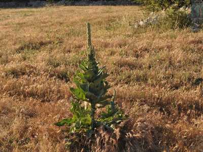 Altri delicati vegetali impreziosiscono la nostra escursione, mentre il tramonto si fa sotto con i suoi accesi colori. Il tasso barbasso, specie dotata di fiori gialli e foglie morbidissime